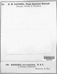 Massaria atroinquinans image